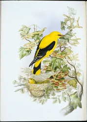 Golden Oriole (Oriolus Galbula) (håndfarvet litho)