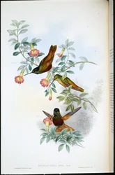 Gylden stjerne-frontlet (Helianthea Eos) (håndfarvet litho)