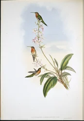 Grønhalet eremitkolibri (Phaethornis viridicaudata)