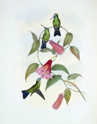 Grøn og blå safir (eucephala smaragdocaerulea) (håndfarvet litho)