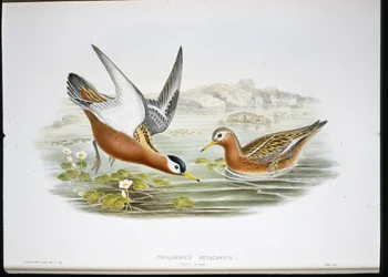 Gråhøne (Phalaropus Fulicarius) (håndkoloreret litografi)
