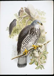 Honningvåge (Apivorus-lak) (håndfarvet litho)