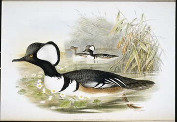 Hætte-merganser (Mergus Cucullatus) (håndfarvet litho)
