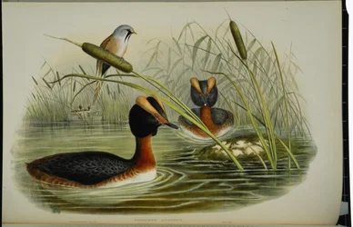 Horned lappedykker (Podiceps Auritus) (håndfarvet litho)