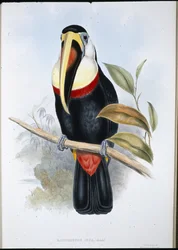 Inka-tukan (Ramphastos inica) (håndfarvet litho)