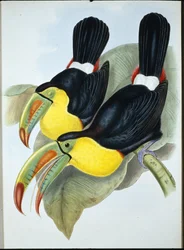 Kølnæbbet Tukan (Ramphastos Carinatus) (håndfarvet litho)