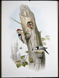 Lille spætte (Picus Minor) (håndfarvet litho)