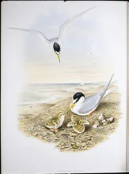 Lille Tern (Sternula Minuta) (håndfarvet litho)