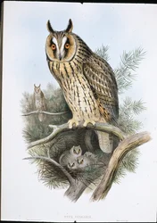 Langøret ugle (Otus Vulgaris) (håndfarvet litho)