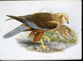 Marsh Harrier (Circus Aeruginosus) (farvet gravering)