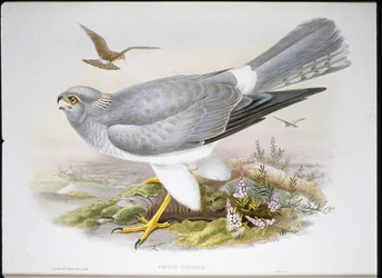 Marsh Harrier (Circus Aeruginosus) (håndfarvet litho)