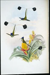 Vidunderlig kolibri (Loddigesia Mirabilis) (håndfarvet litho)