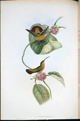 Mazeppa Eremit (Glaucis Mazeppa) (håndfarvet litho)