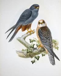 Orange-benet hobby (Erythropus Vespertinus) (håndfarvet litho)
