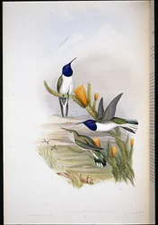 Pichinchian Hill-stjerne (Oreotrochilus Pichincha) (håndfarvet litho)
