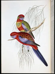 Platycercus pennantii (håndkoloreret litografi)