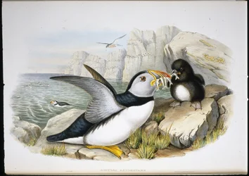 Lunde (Fratercula Arctica) (håndfarvet litho)