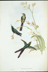 Purpurhalet kometkolibri (Sparganura glyceria)