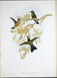 Lilla-strubet kolibri (Oreopyra Calolaema) (håndfarvet litho)