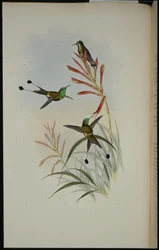 Ketcherhale (Discura Longicauda)