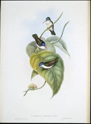 Rødnæbbet Azur-krone (Cyanomyia Quadricolor) (håndfarvet litho)