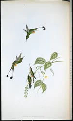 Rødstøvlet ketcherhale (Spathura Rufocaligata)