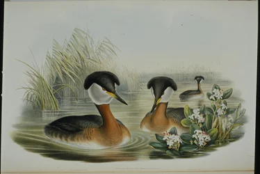 Rødhalset lappedykker (Podiceps Rubricollis) (håndfarvet litho)