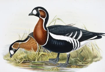 Rødbryst gås (Bernicla Ruficollis (håndfarvet litho)