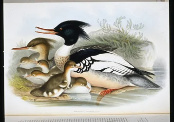Red Breasted Merganser (Mergus Serrator) (håndfarvet litho)
