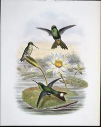 Rød ventileret hvid spids (håndfarvet litho)