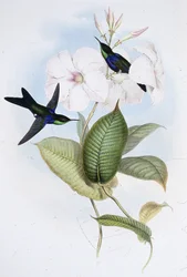Refulent Panoplites (Thalurania Refulgens) (håndfarvet litho)