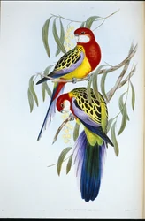 Rosenæbparakit (Platycercus Eximius) (håndfarvet litho)