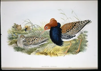 Ruff (håndfarvede lemmer)