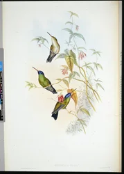 Rødbrun flammebærer (selasphorus rufus) (håndfarvet litho)