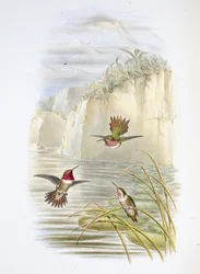 Salvins flammebærer. (Selasphorus ardens). (håndfarvet litho)