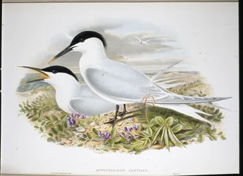 Sandwichtern (Actochel Cantiaca) (håndfarvet litho)