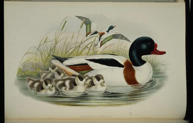 Shell Duck (Tadorna Vulpanser) (håndfarvet litho)