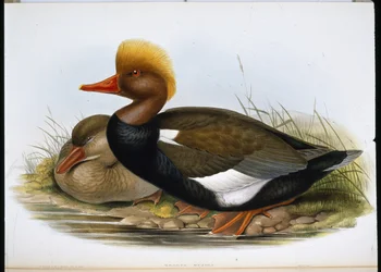 Skovler (Spatula Clypeata) (håndfarvet litho)