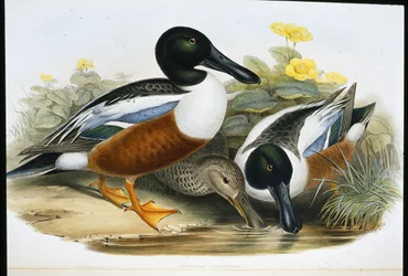 Skovlerænder (Spatula Clypeata) (håndfarvet litho)