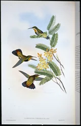 Sombre Sabre-wing (Campylopterus Obscurus) (håndfarvet litho)