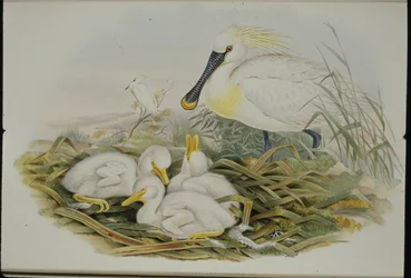 Skestork (Platalea Leucorodia) (håndfarvet litho)
