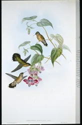 Plettet Adelomyia (Adelomyia Maculata) (håndfarvet litho)