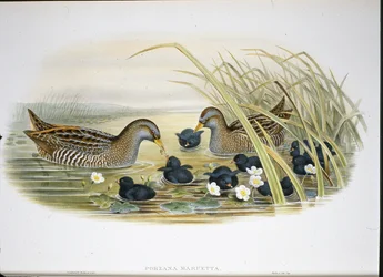 Spotted Crake (Porzana Maruetta) (håndfarvet litho)