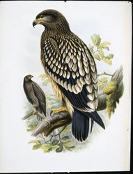 Plettet ørn (Aquila Naevia) (håndfarvet litho)
