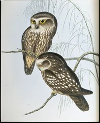 Plettet ugle (Athene Maculata) (håndfarvet litho)