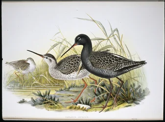 Plettet rødben (Totanus Fuscus) (håndfarvet litho)