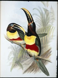 Svovl- og hvidbrynet tukan (Ramphastos Vitellinus) (håndfarvet litho)