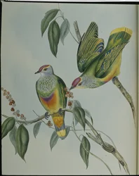 Swainsons frugtdue (Ptilinopus Swainsonii) (håndfarvet litho)