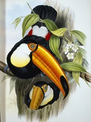 Toco Toucan (Ramphastos Toco) (håndfarvet litho)
