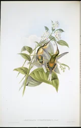 Eremitkolibri med slæb (Phaethornis Syrmatophorus)